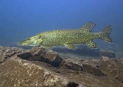 Pike.
Stoney Cove.
10.5mm. by Mark Thomas 